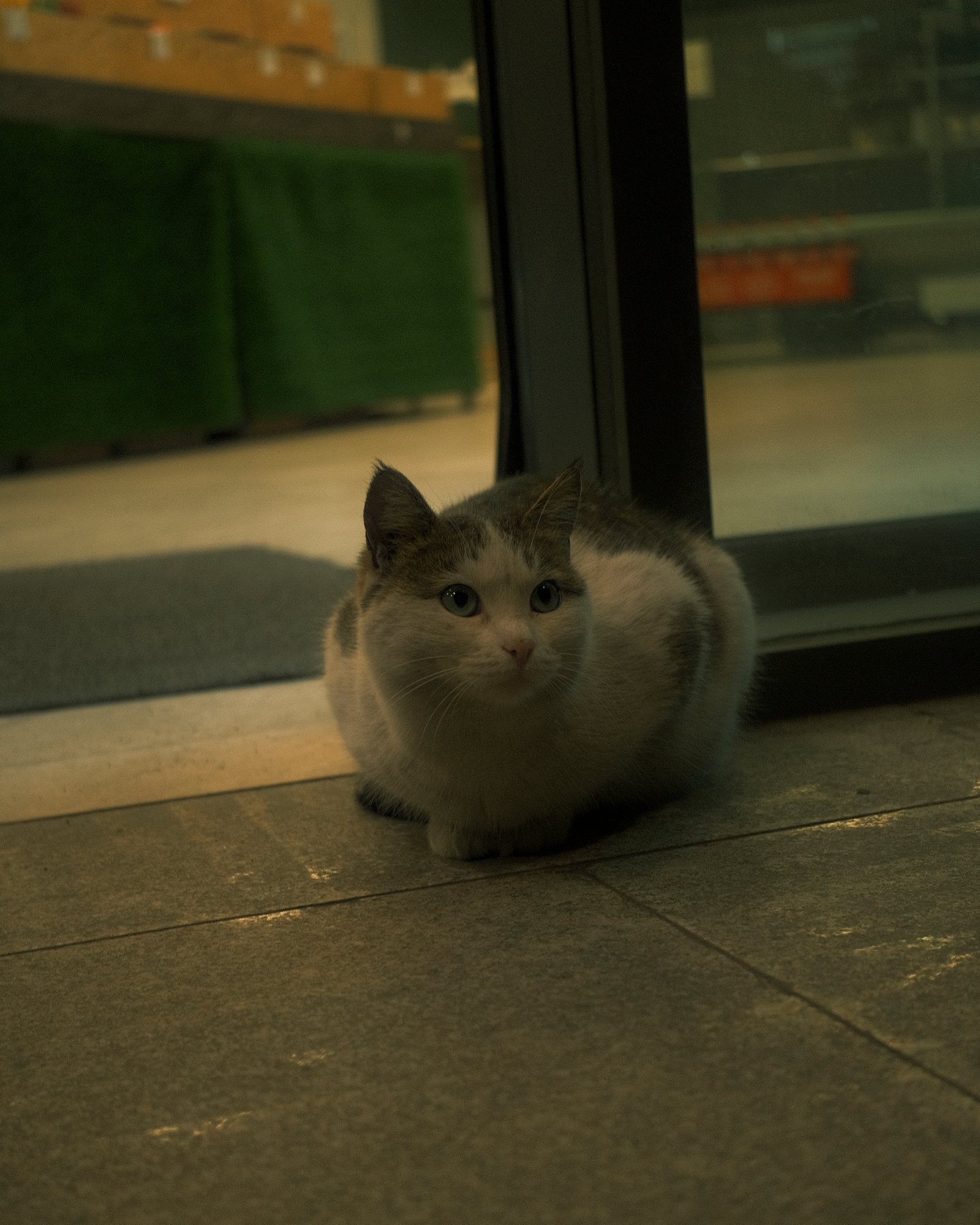 Street Cats — FUJI3691.jpg