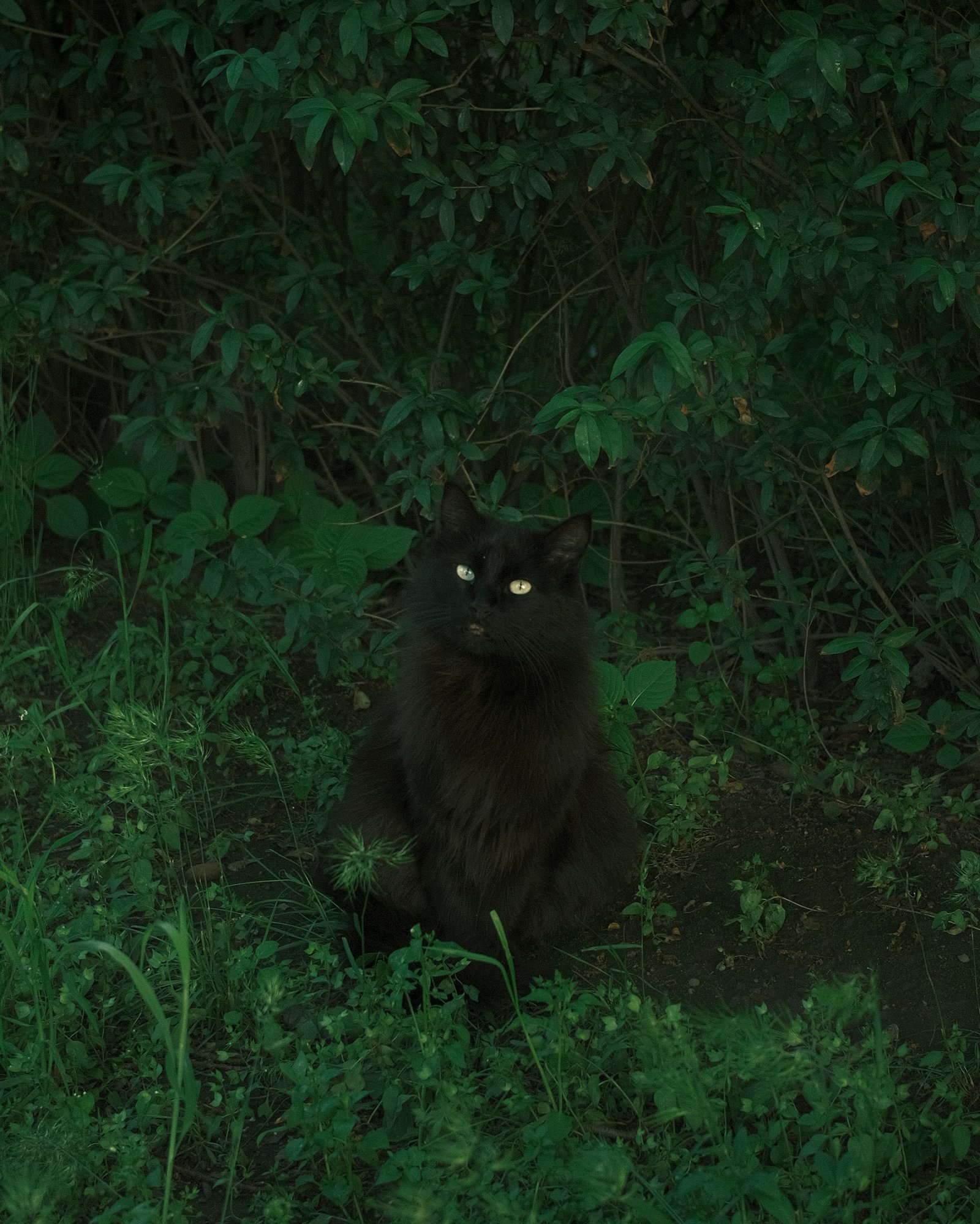 Street Cats — FUJI3922.jpg