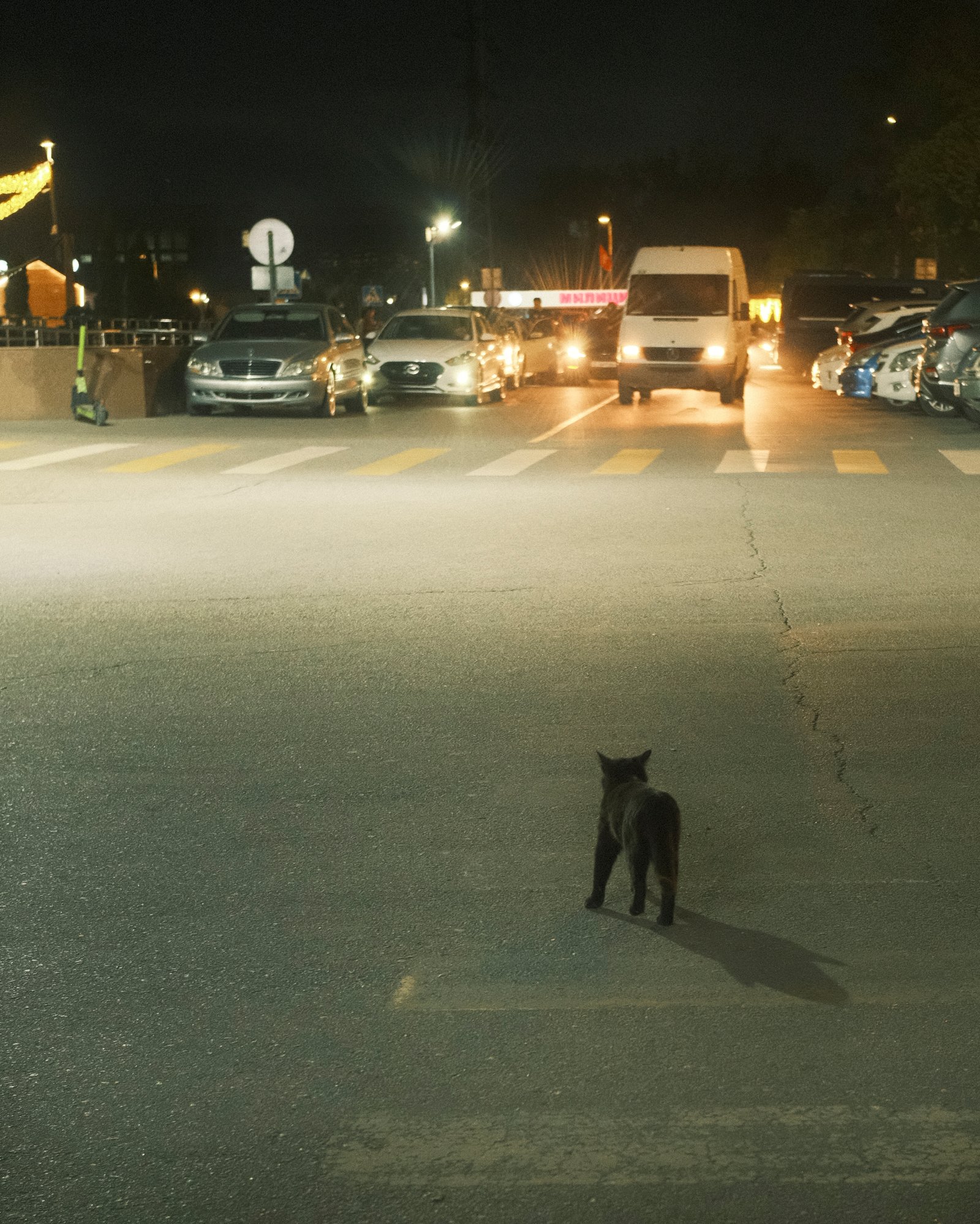 Street Cats — FUJI3979.jpg
