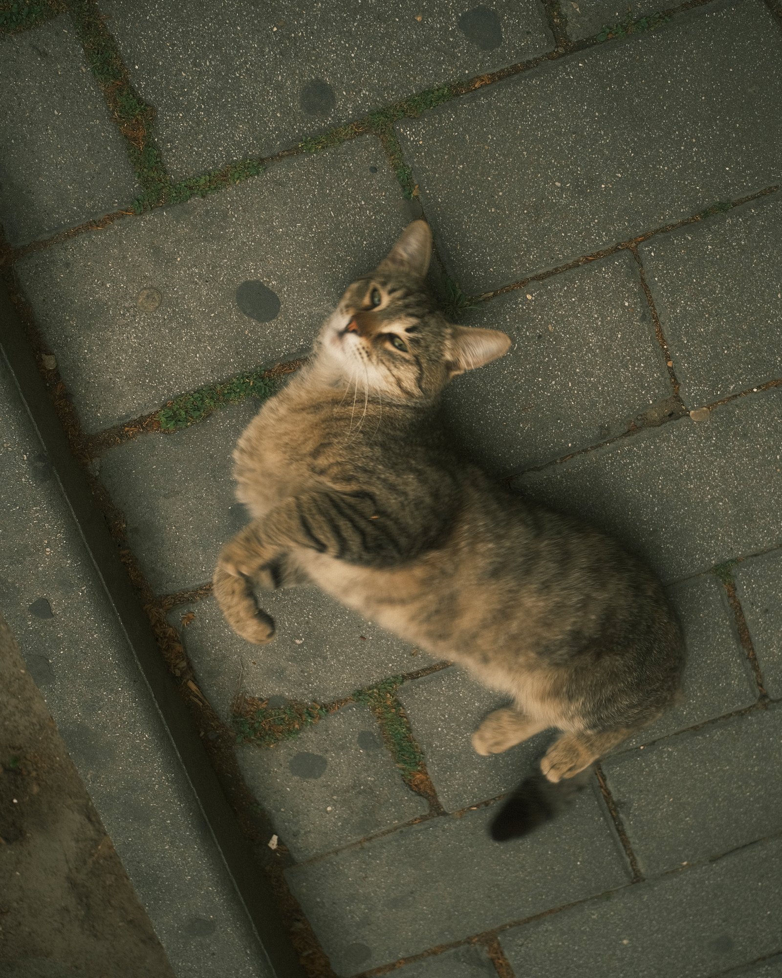 Street Cats — FUJI4023.jpg