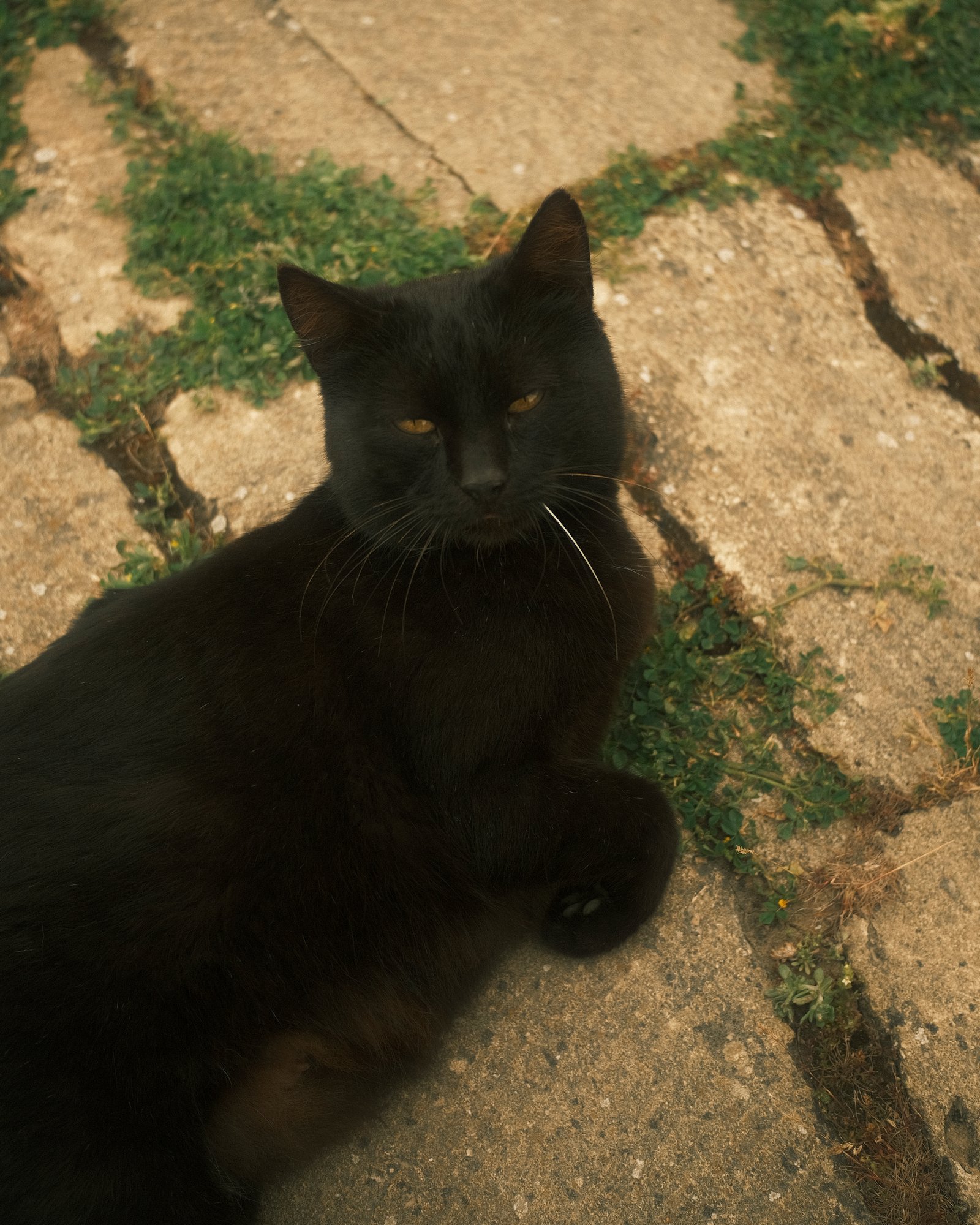 Street Cats — FUJI4166.jpg