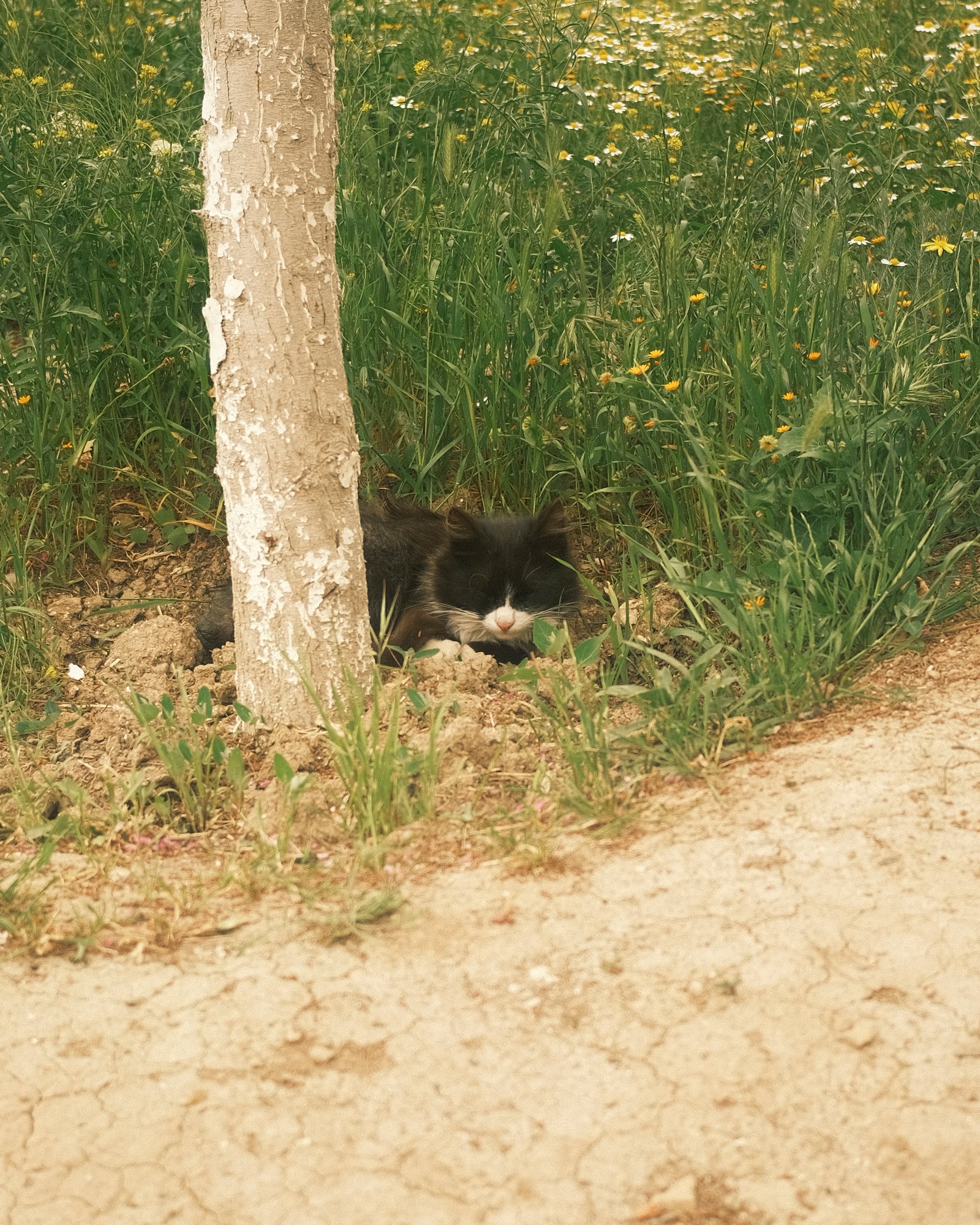 Street Cats — FUJI4178.jpg