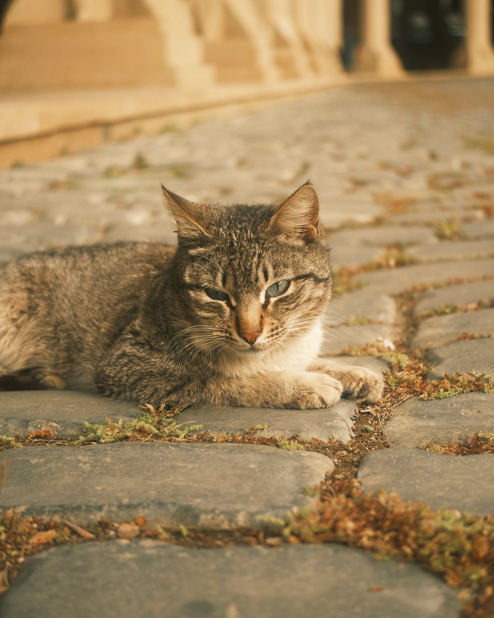 Street Cats — FUJI4237.jpg