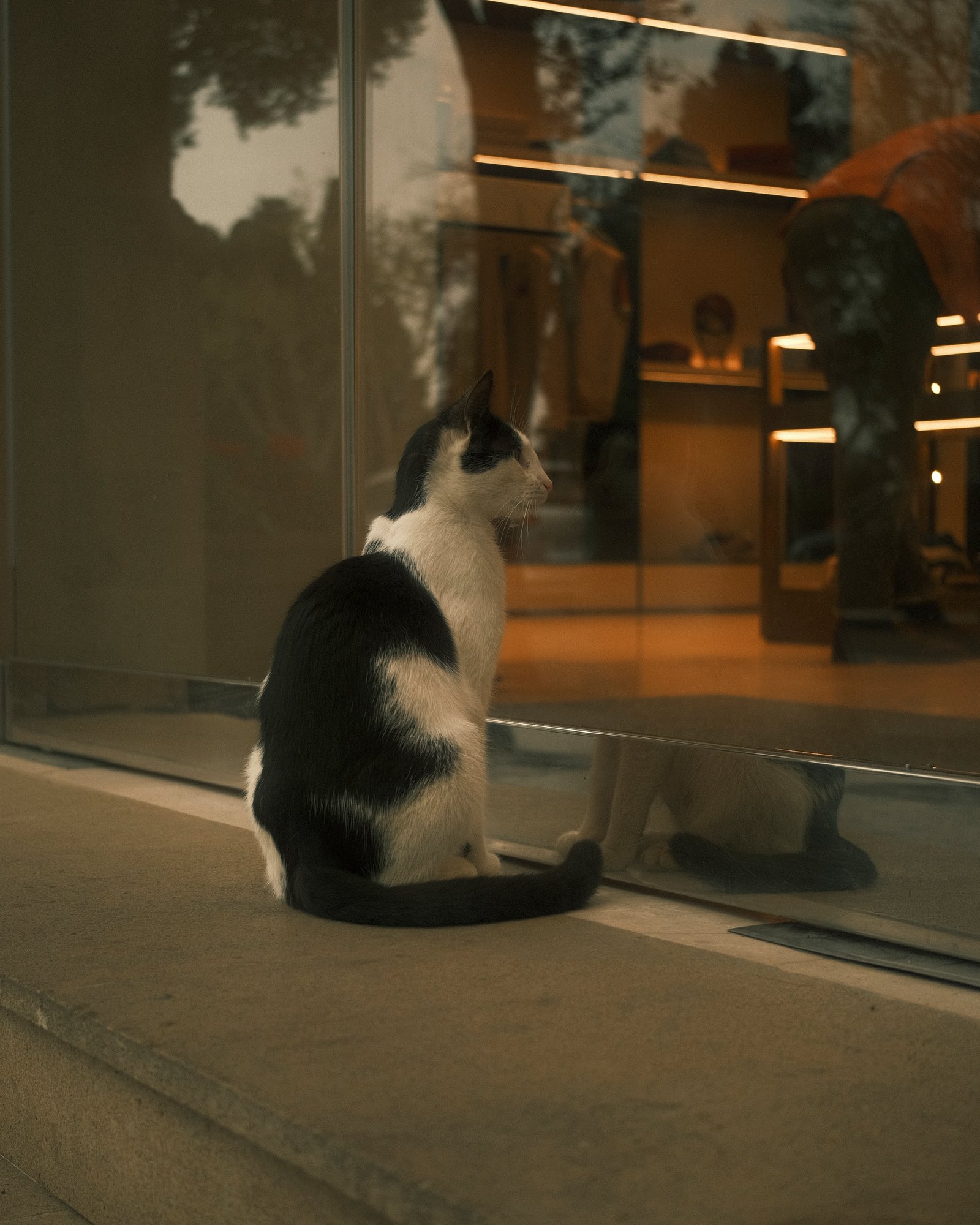 Street Cats — FUJI4248.jpg