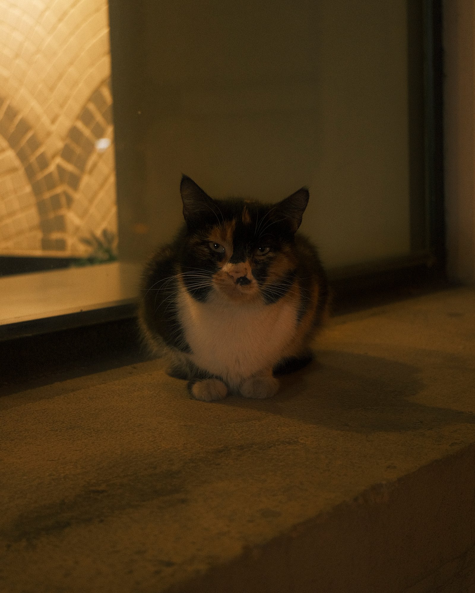 Street Cats — FUJI4282.jpg