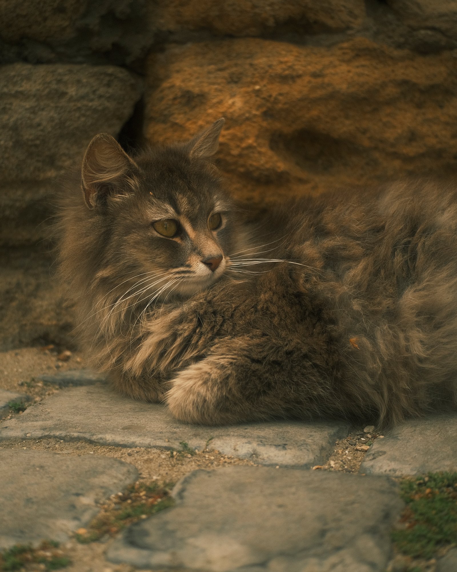 Street Cats — FUJI4351.jpg