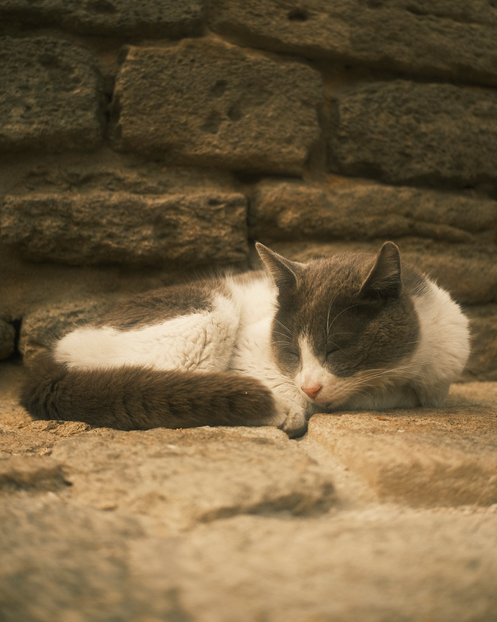 Street Cats — FUJI4355.jpg