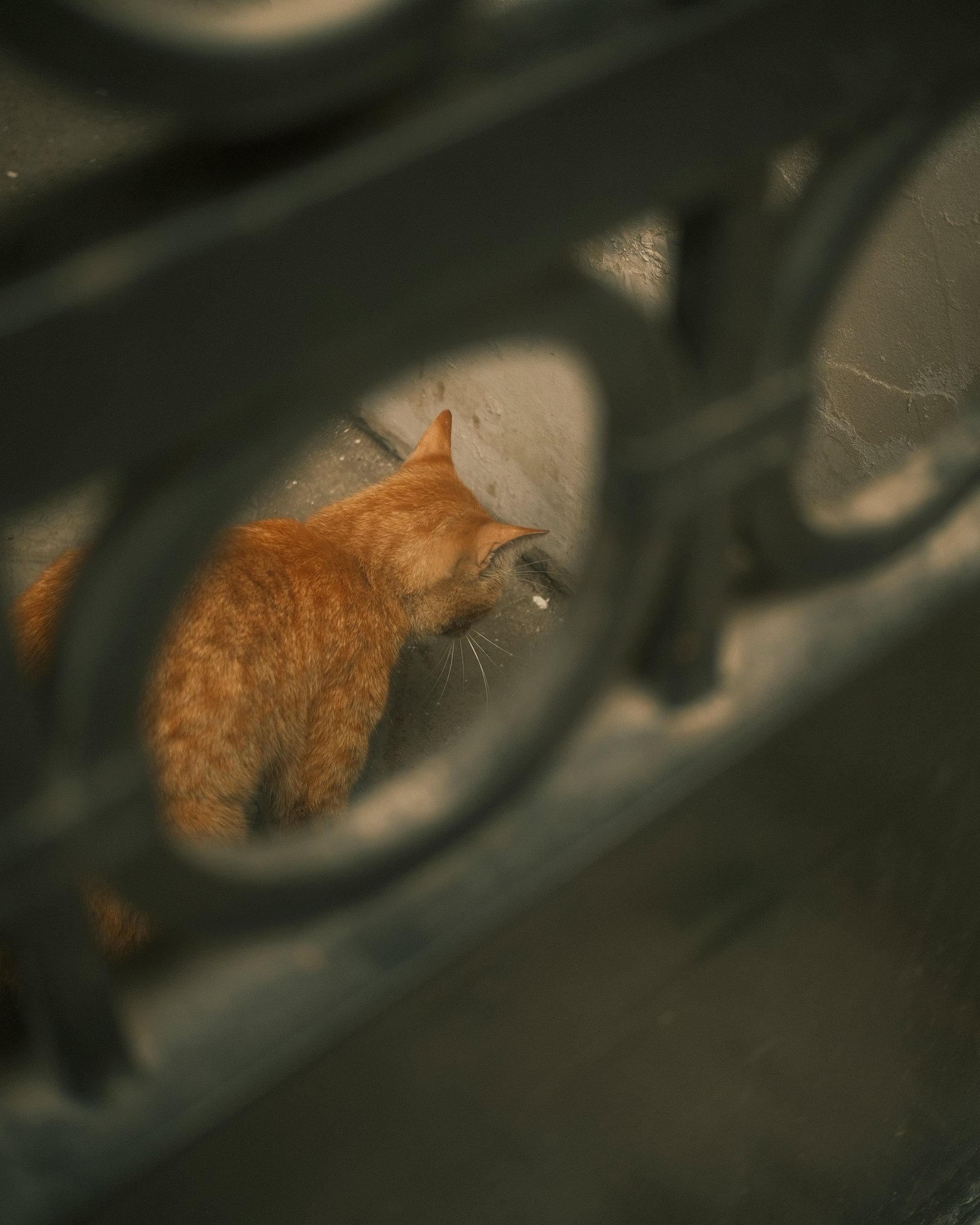 Street Cats — FUJI4569.jpg