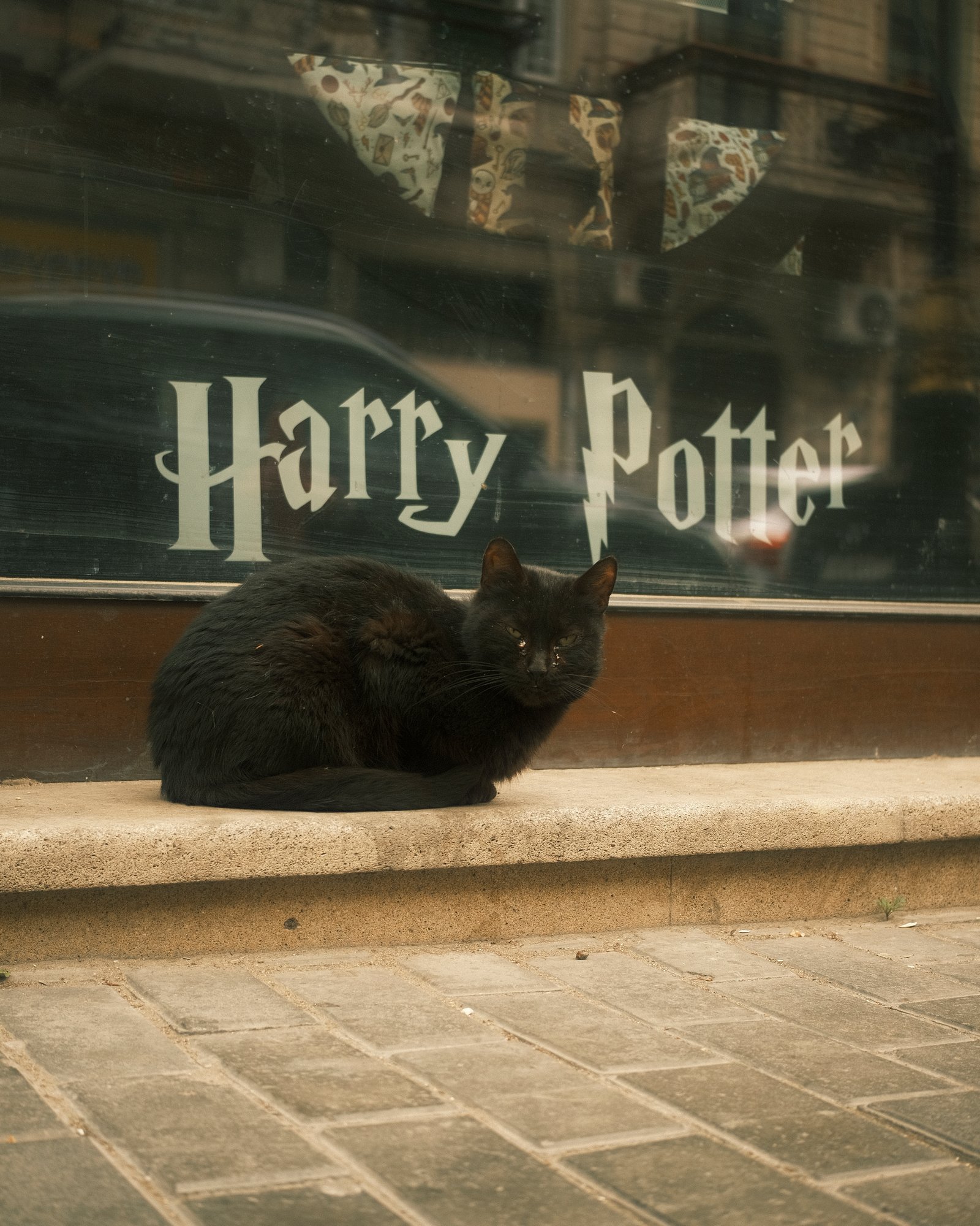 Street Cats — FUJI4575.jpg