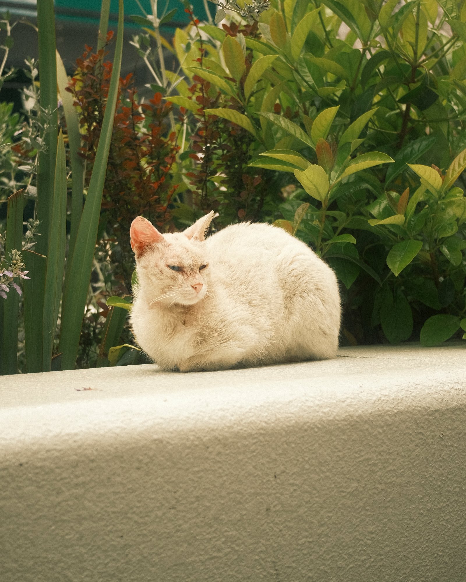 Street Cats — FUJI4577.jpg