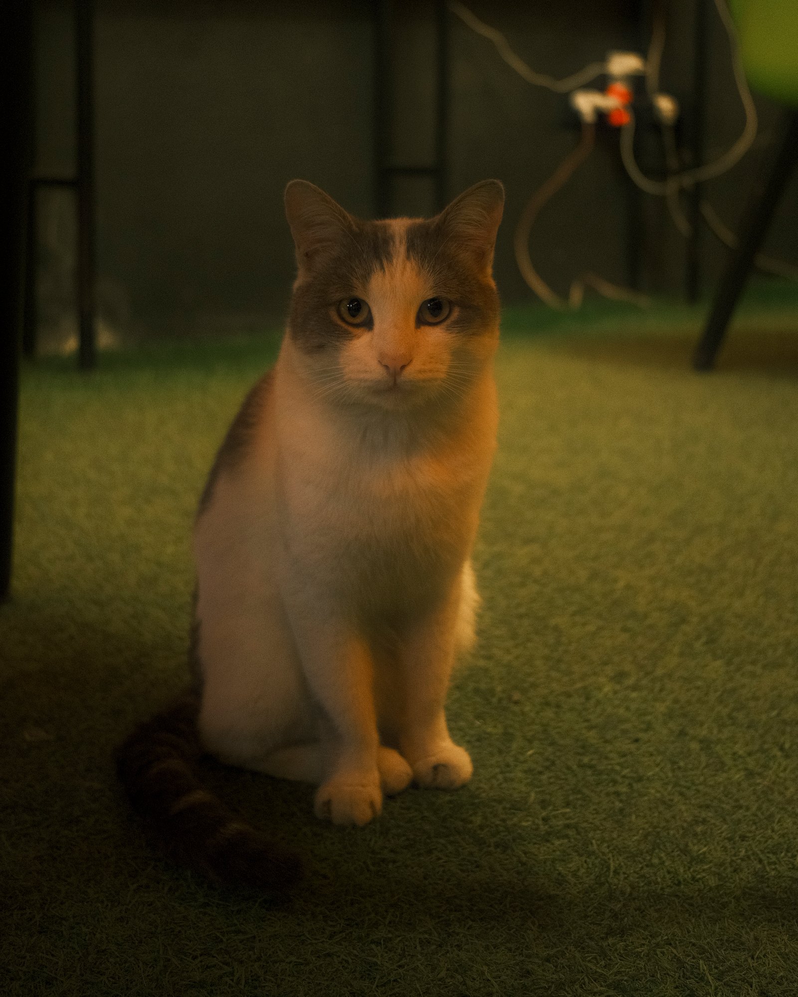 Street Cats — FUJI4585.jpg