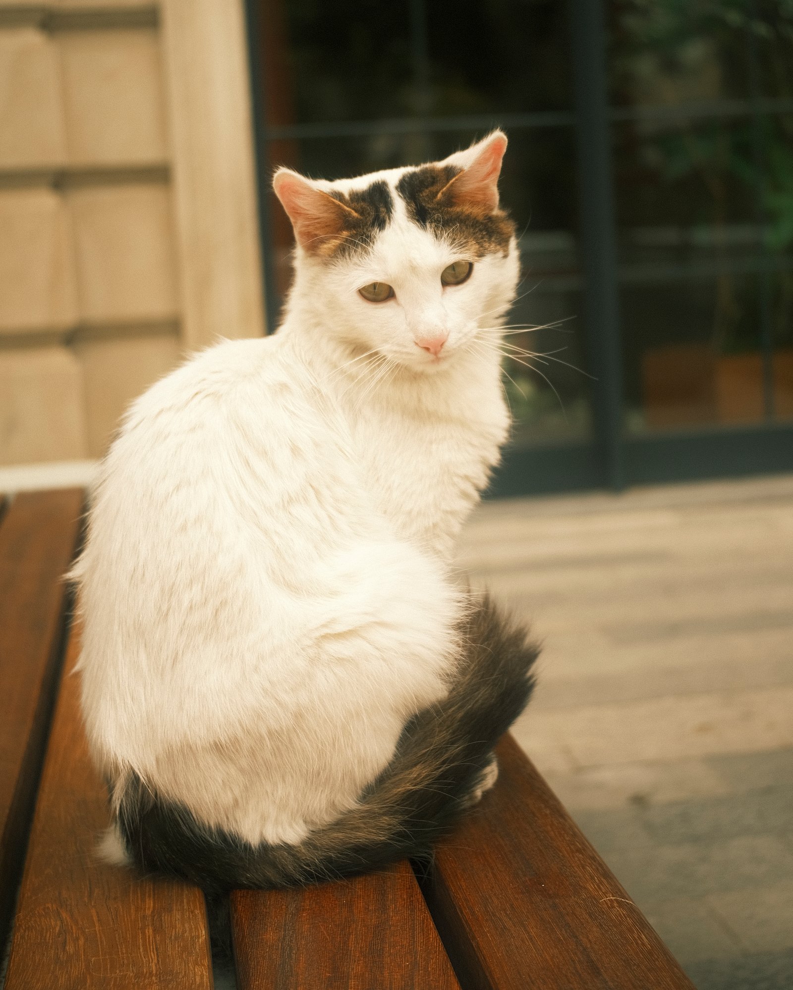 Street Cats — FUJI4594.jpg