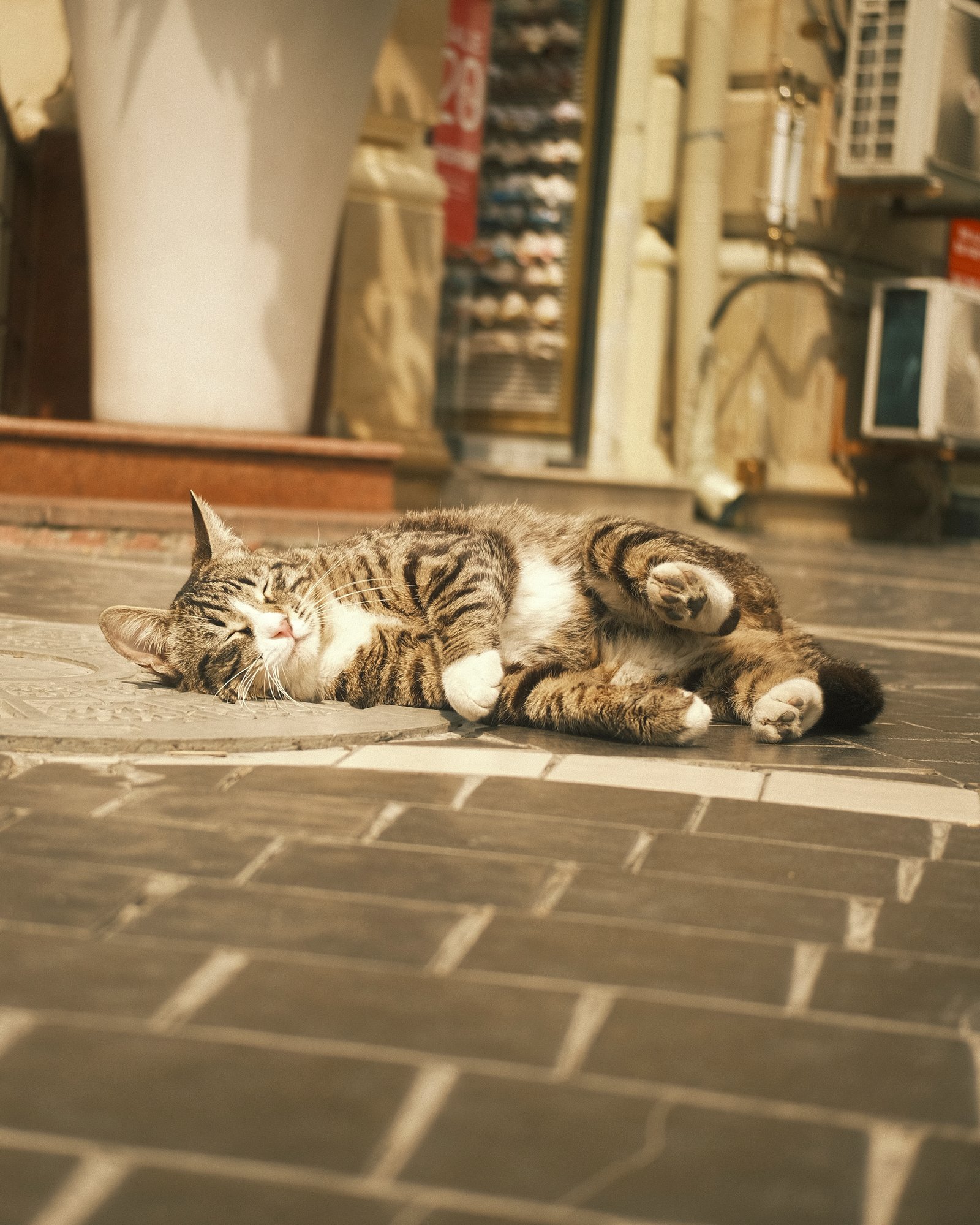 Street Cats — FUJI4601.jpg