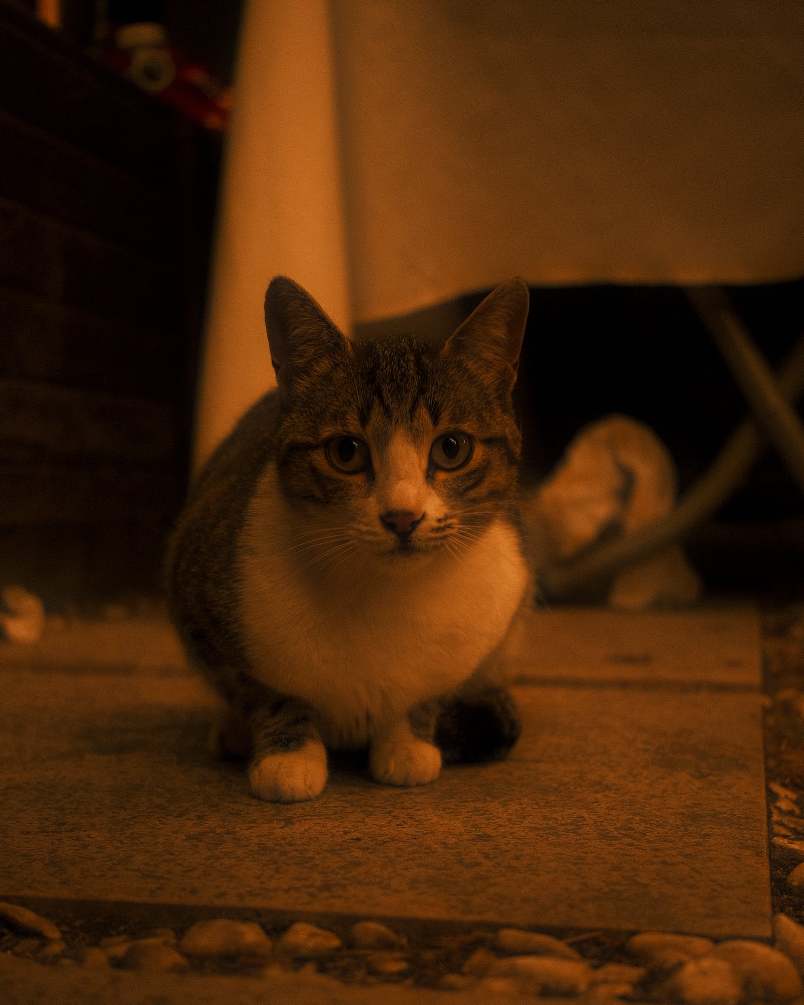 Street Cats — FUJI4722.jpg