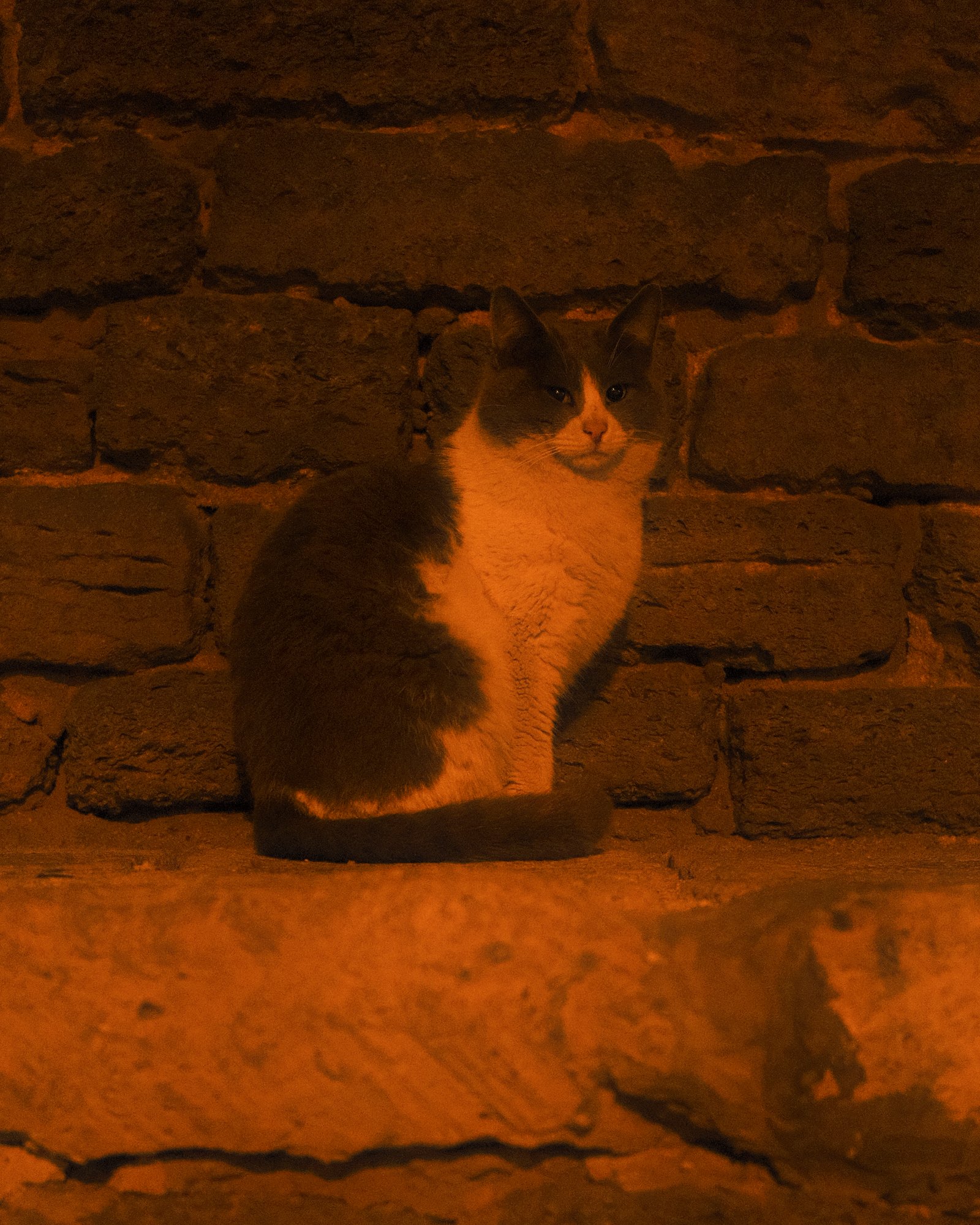 Street Cats — FUJI4763.jpg