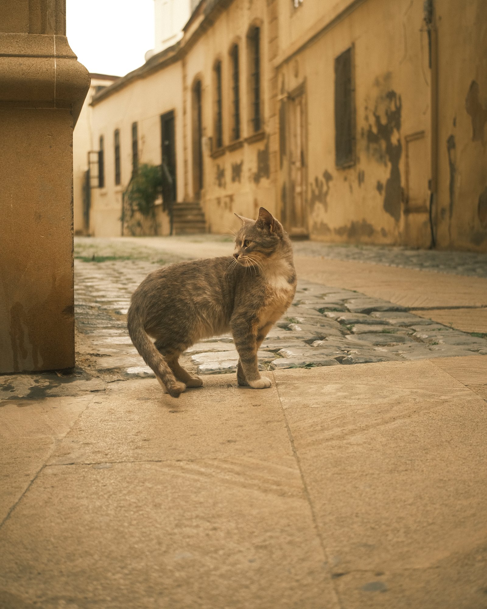 Street Cats — FUJI4787.jpg