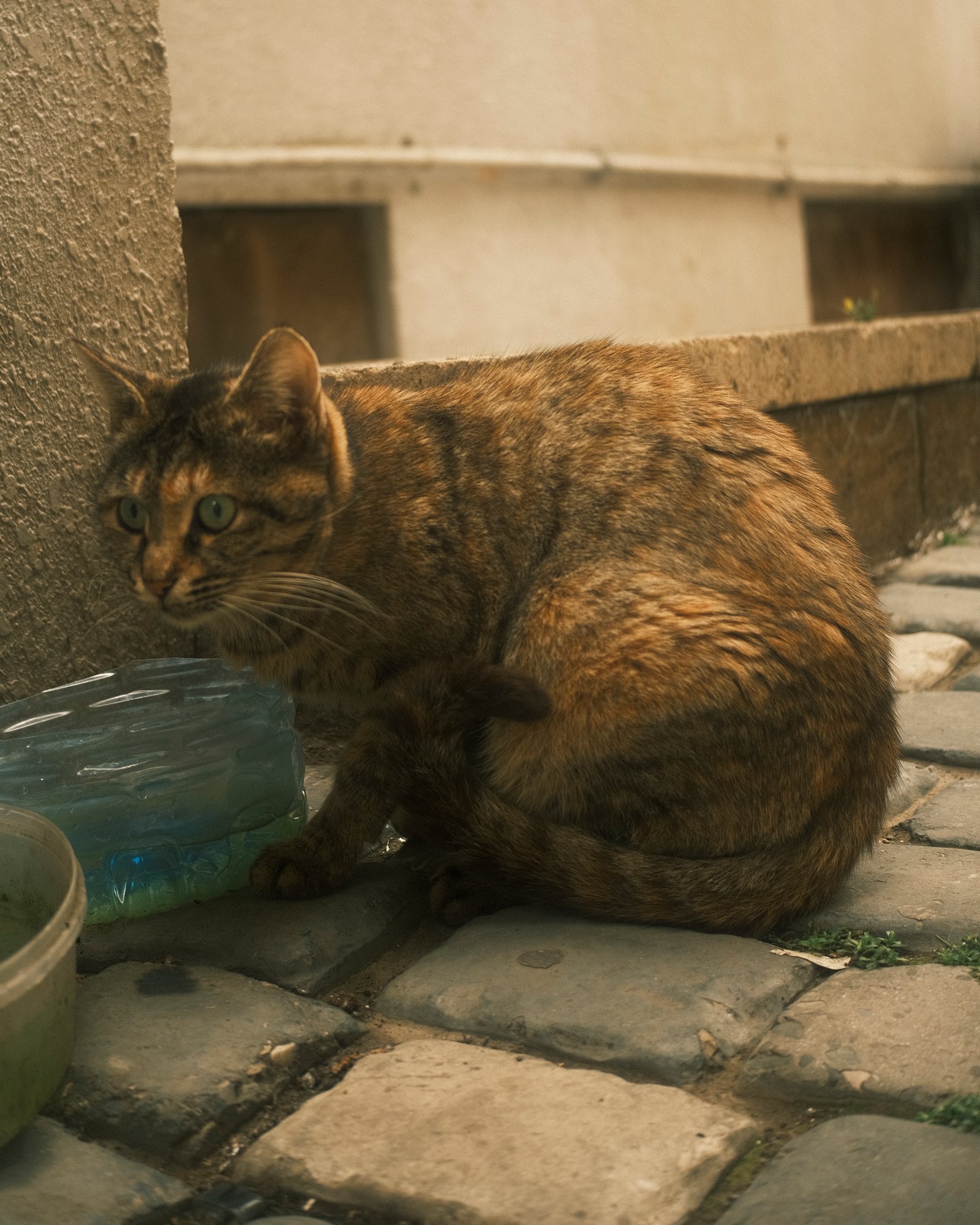 Street Cats — FUJI4794.jpg