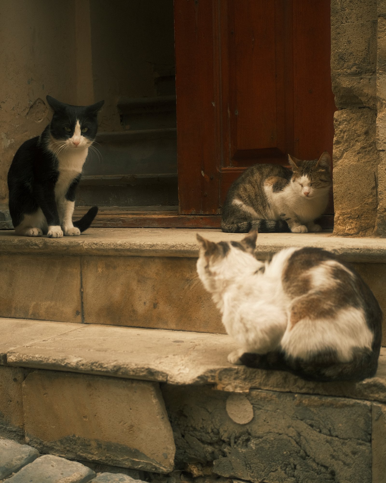 Street Cats — FUJI4802.jpg