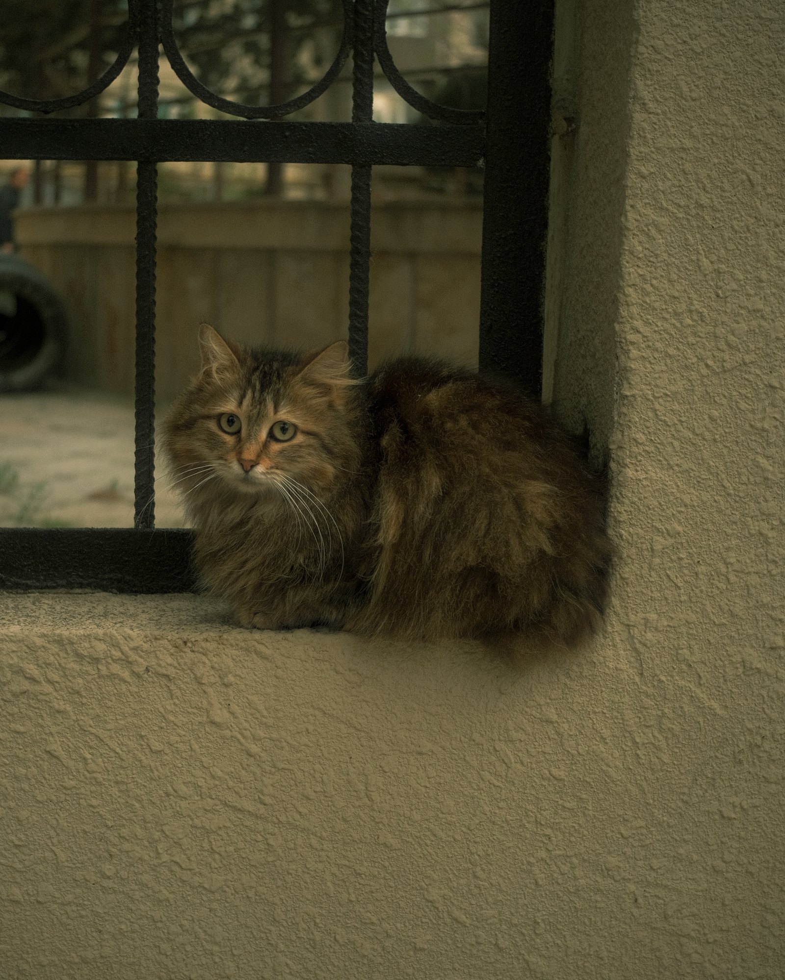 Street Cats — FUJI4828.jpg