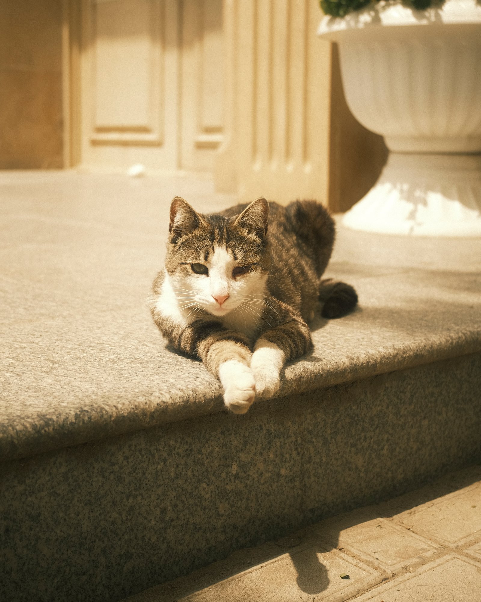 Street Cats — FUJI4871.jpg