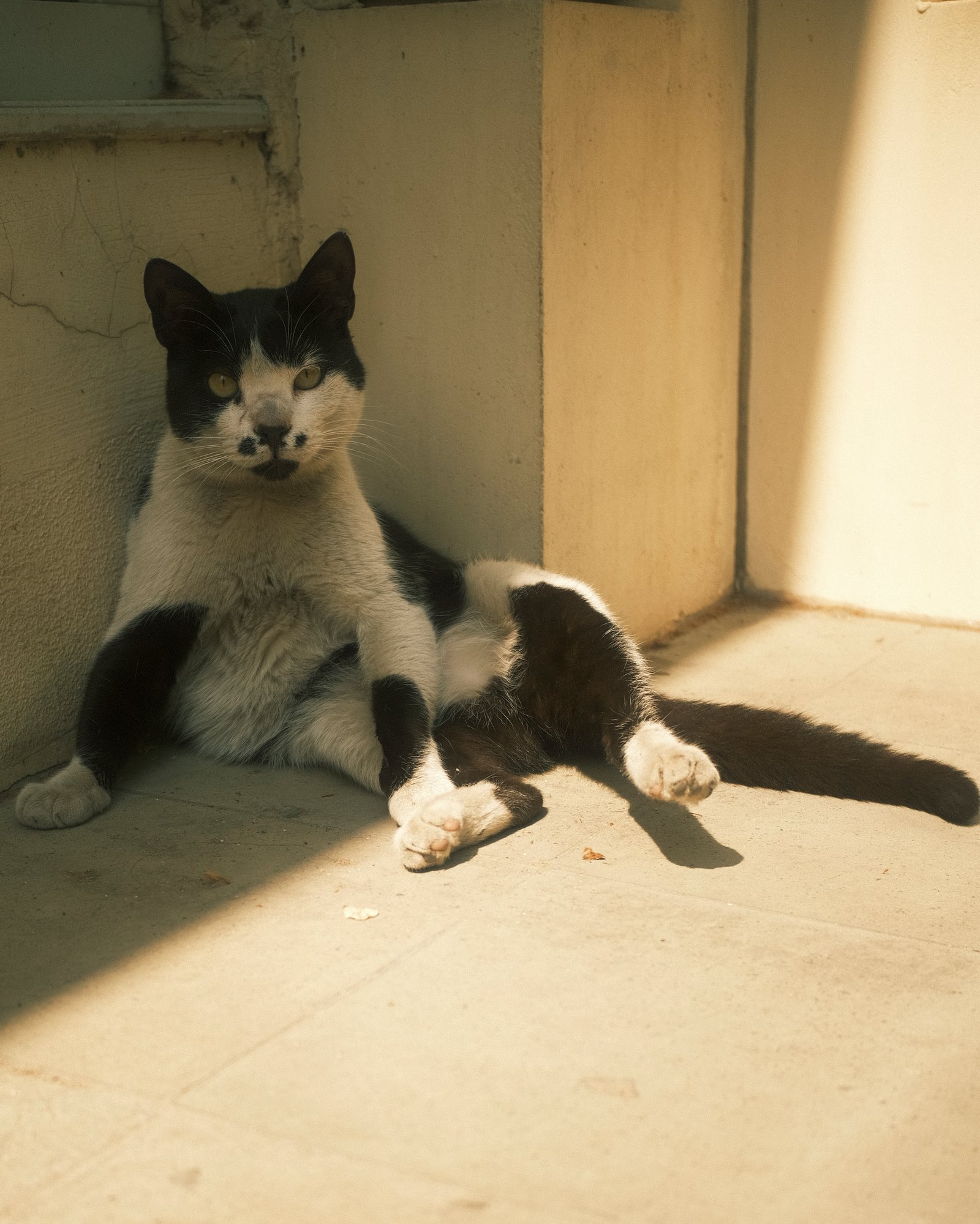 Street Cats — FUJI4876.jpg