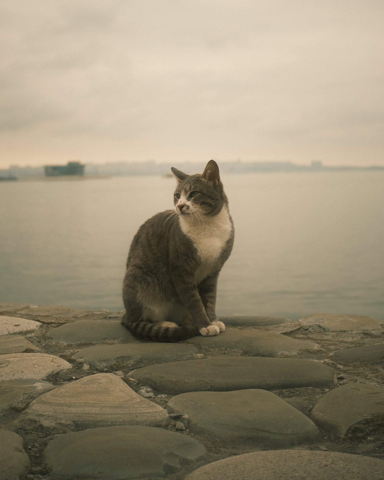 Street Cats — FUJI4904.jpg